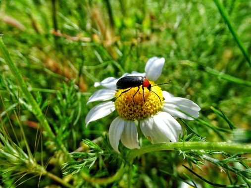Mivilor68 en Hamelin: Fauna  (Carretera a Campo), #insectos 
