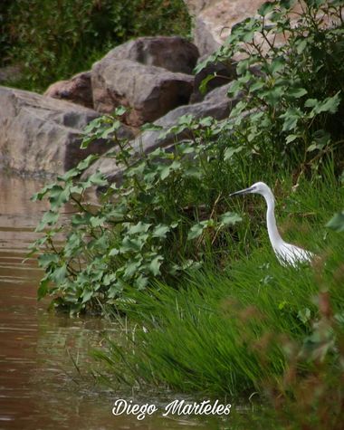 Diego en Hamelin: Fauna  (Zaragoza), Egretta garzetta (Linnaeus, 1766), #garcetacomun #egrettagarzetta #aves #zaragoza #canon 