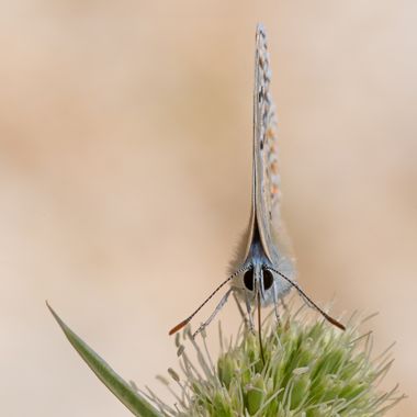 Ignicapillus en Hamelin: Fauna  (BV-5114), Polyommatus sp

5 de agosto 2023, salida macrera al macizo del Montseny (provincia de Barcelona). Circulamos hac...