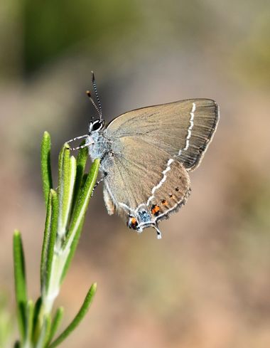 Beethovenzujo_86 en Hamelin: Fauna  (Murcia), Satyrium spini (Denis & Schiffermüller, 1775), La rabicorta de mancha azul

#nature #naturaleza_spain #natura...