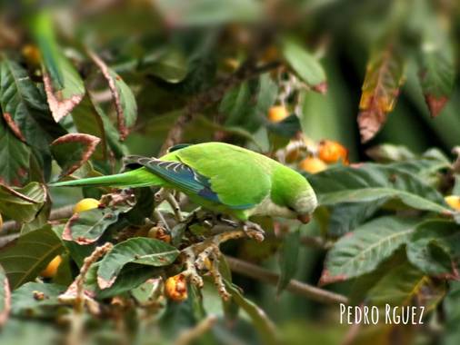 PEROMA_PHOTO en Hamelin: Fauna  (Vélez-Málaga), Cotorra argentina, Abundante cena