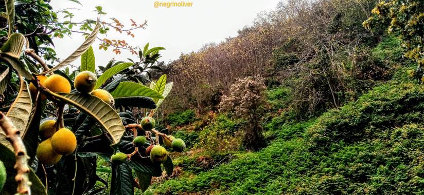 Óliver📷 en Hamelin: Flora, El níspero (Eriobotrya japonica) es un árbol frutal perteneciente a la familia de las rosáceas y procedente del Sudeste de Chi...
