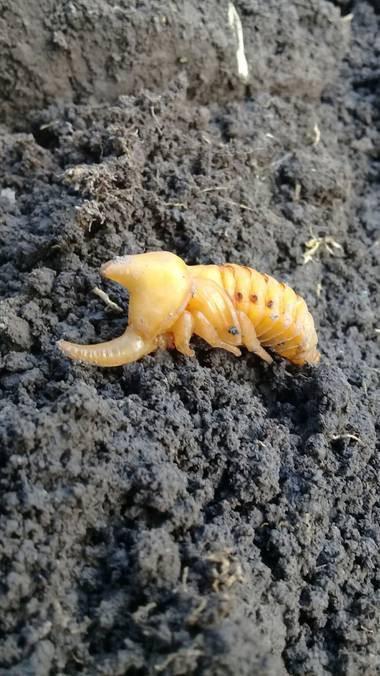 Mariano G en Hamelin: Fauna  (San Nicolás), #insectosdeargentina 

Larva de 