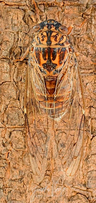 Juankafv en Hamelin: Fauna  (Málaga), Cicada barbara lusitanica Boulard, 1982, La subespecie que se encuentra en Portugal (y España) es la Cicada barbara l...