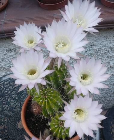 Anaortega2010 en Hamelin: Flora  (Las Rozas de Madrid), Echinopsis eyriesii, #cactusflor  #florcactus  #bellezanatural 