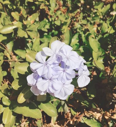 Solerantonio2 en Hamelin: Flora  (Almería), Plumbago auriculata, Planta
