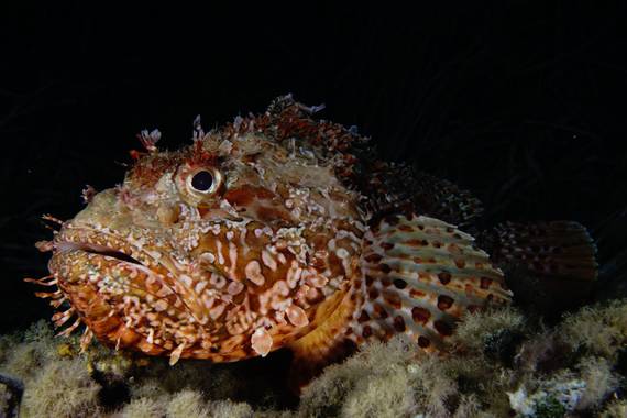 carlos__o2 en Hamelin: Fauna  (Alicante), Scorpaena scrofa Linnaeus, 1758, Tremendo ejemplar en Tabarca