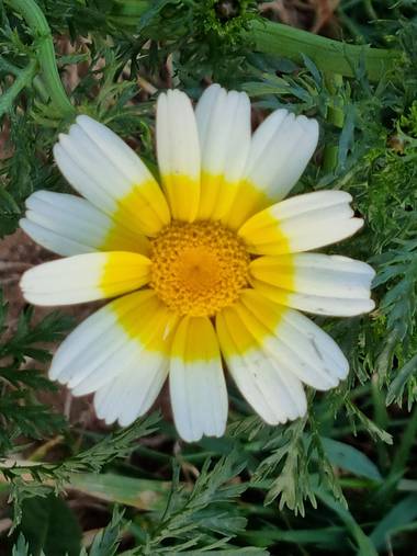 Jonathanmartinbedia0007 en Hamelin: Flora, Glebionis coronaria, 📸@