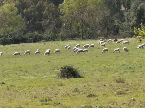 Lunamartin en Hamelin: Fauna, Rebaño de ovejas