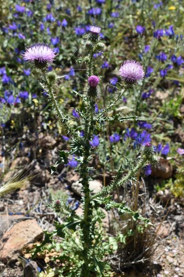 Solerantonio2 en Hamelin: Flora  (Níjar), Planta