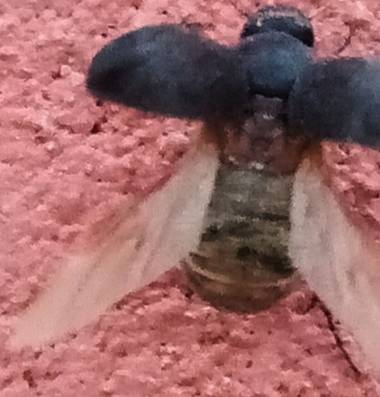 Navarroarevalomariateresa en Hamelin: Fauna  (Viesca)