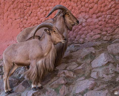 Acorazado3000 en Hamelin: Fauna  (Córdoba), Duo de carneros de berberia









#fotografiacarloscalvo #arrui #muflondelatlas #muflon #carnerodeberberia #...