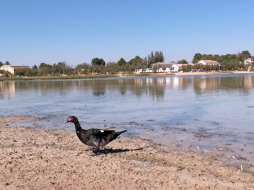 Ifree120874 en Hamelin: Fauna, #agua #rural