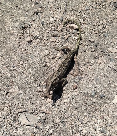 Solerantonio2 en Hamelin: Fauna  (Níjar), Reptil
