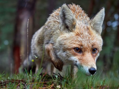 David Esteban en Hamelin: Fauna, Vulpes vulpes (Linnaeus, 1758), #mamiferos#zorro