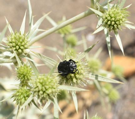 Solerantonio2 en Hamelin: Fauna  (La Marina), Insecto