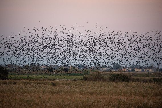 Romareyesg en Hamelin: Fauna  (Amposta), Plegadis falcinellus (Linnaeus, 1766), Bassa de l'Encanyissada#formacions de Capons reials#al capvespre#Delta del ...