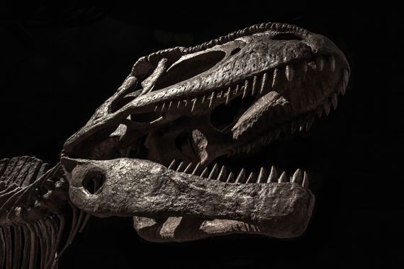 Ignicapillus en Hamelin: Fauna  (Carrer d'Isaac Newton), Tyrannotitan chubutensis Novas et al., 2005, Concluida la campaña macro 2023, el 29 de octubre vis...