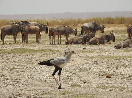 olaya96fg en Hamelin: Fauna  (Narok), Sagittarius serpentarius (J.F.Miller, 1779), #Aves21