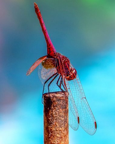 carolasantin4 en Hamelin: Fauna, #insectos #trithemisannulata