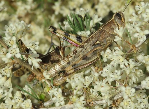 Solerantonio2 en Hamelin: Fauna  (Níjar), Insecto