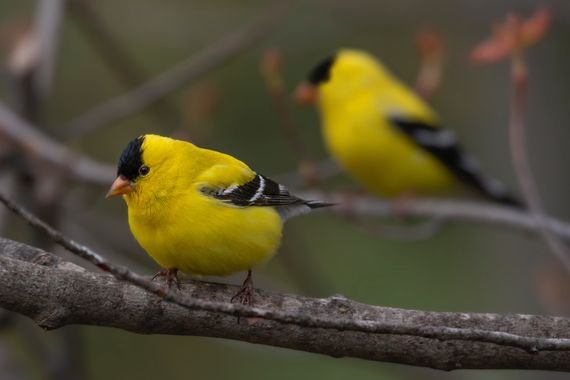 Ignicapillus en Hamelin: Fauna  (Marquette County), Spinus tristis (Linnaeus, 1758), Jilguero yanqui

Este es un pariente cercano del jilguero lúgano, no t...