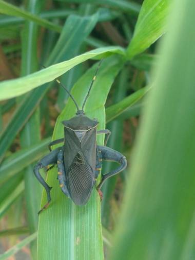 liianalfarth074 en Hamelin: Fauna 