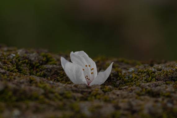 Mónica del Monte en Hamelin: Flora, #flora21