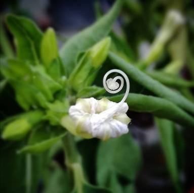 VickyOnTheRocks en Hamelin: Flora  (Liria), #llampedro #mirabilis #sanpedro #eseolorintenso