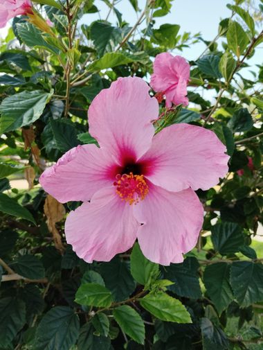 Solerantonio2 en Hamelin: Flora  (Almeria), Planta