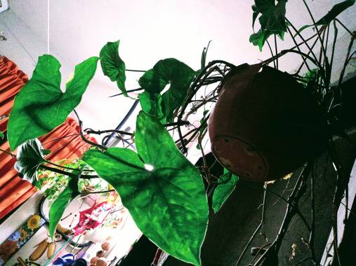 GrachuV. en Hamelin: Flora, Jardín...