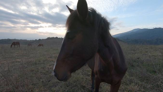 marianapi08 en Hamelin: Fauna  (Lules), Caballo en San Javier Tucumán, Argentina 