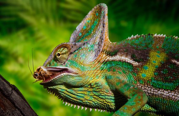 Alejandro Ibáñez en Hamelin: Fauna  (Madrid), Hora de comer!! 
#reptiles #camaleon #fauna #chameleon #reptil #reptile 