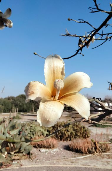 Solerantonio2 en Hamelin: Flora  (Almería), Planta