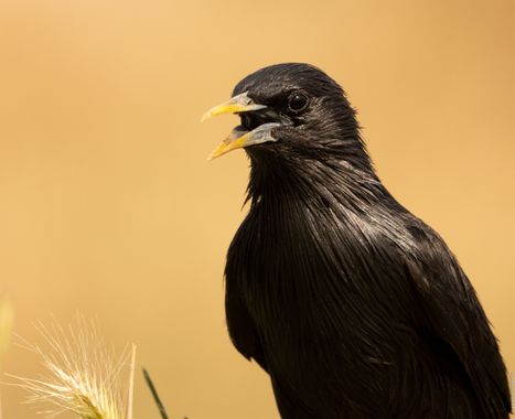Mamusan965 en Hamelin: Fauna, Sturnus unicolor Temminck, 1820, Hecha con 1.4x + 2.0x

#aves #estorninonegro #natgeo #tufotonatgeoesp #tufotonatgeo #canone...