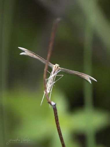Juankafv en Hamelin: Fauna  (Málaga), Emmelina monodactyla (Linnaeus, 1758), 18-27 mm de envergadura. Mariposa nocturna de la familia Pterophoridae; se dis...