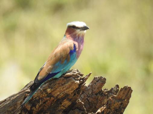 olaya96fg en Hamelin: Fauna  (Nairobi), Coracias caudatus Linnaeus, 1766, #Aves21