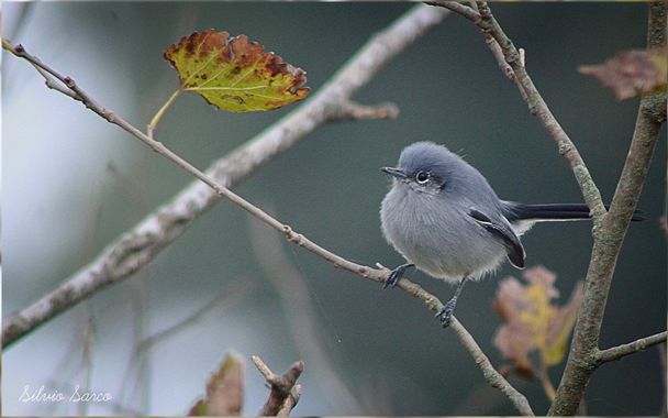 silviosarco en Hamelin: Fauna  (Buenos Aires), palioptila dumicola, La tacuarita azul está en continuo movimiento, con la cola siempre levantada. Con vuelo...