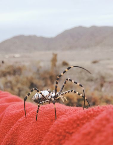 Solerantonio2 en Hamelin: Fauna  (Níjar), Aracnido