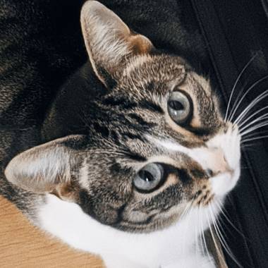 Anaortega2010 en Hamelin: Fauna  (Las Rozas de Madrid), #animalesdecompañia  #gatos #gatocomuneuropeo 