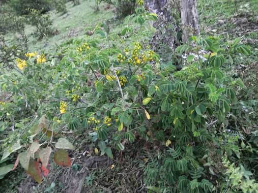 Lorenavallejo27 en Hamelin: Flora, Senna bicapsularis, #Campo #colombiano #garagoa #boyacá #veredaquiguaarriba #parasuMerced