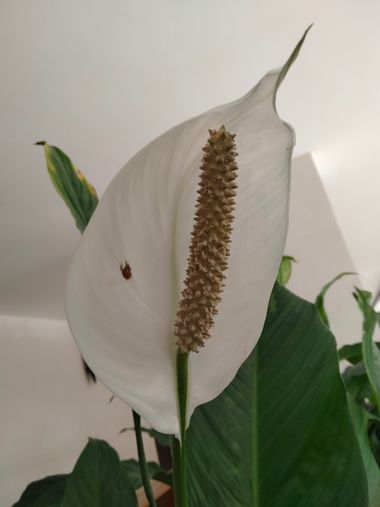 Solerantonio2 en Hamelin: Flora  (El Rompido), Spathiphyllum wallisii, Planta