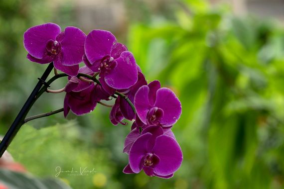 Juankafv en Hamelin: Flora, Phalaenopsis aphrodite Rchb.f., #flower #orquidea #color #asia 