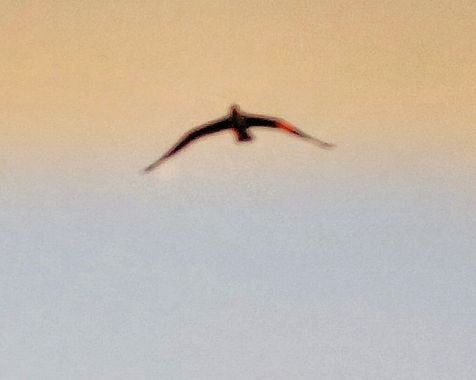 Mpinfante en Hamelin: Fauna, No puedo identificarl@. 
Està demasiado lejos.

En verdad quiero fotografiar pájaros.
Con mi cámara Aprilia lo conseguiré.

L...