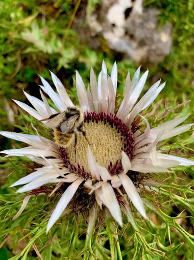 Soniabetes en Hamelin: Flora  (Laruns), Carlina acaulis, #flora21