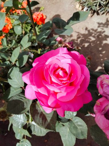 Solerantonio2 en Hamelin: Flora  (Almeria), Rosas de jardin