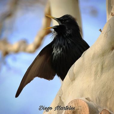 Diego en Hamelin: Fauna  (Zaragoza), Sturnus unicolor Temminck, 1820, #estorninonegro #sturnusunicolor #aves #zaragoza #canon 