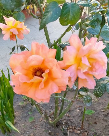 Solerantonio2 en Hamelin: Flora  (Paseo Marítimo de Ribera), Rosas de jardin