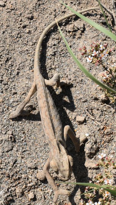 Solerantonio2 en Hamelin: Fauna  (El Pocico), Reptil