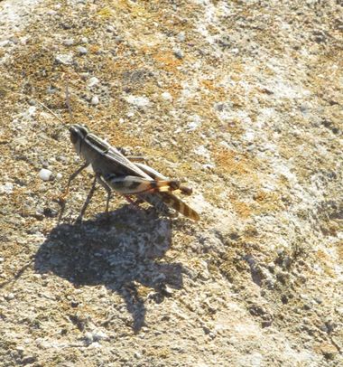 Solerantonio2 en Hamelin: Fauna  (Almería), Insecto